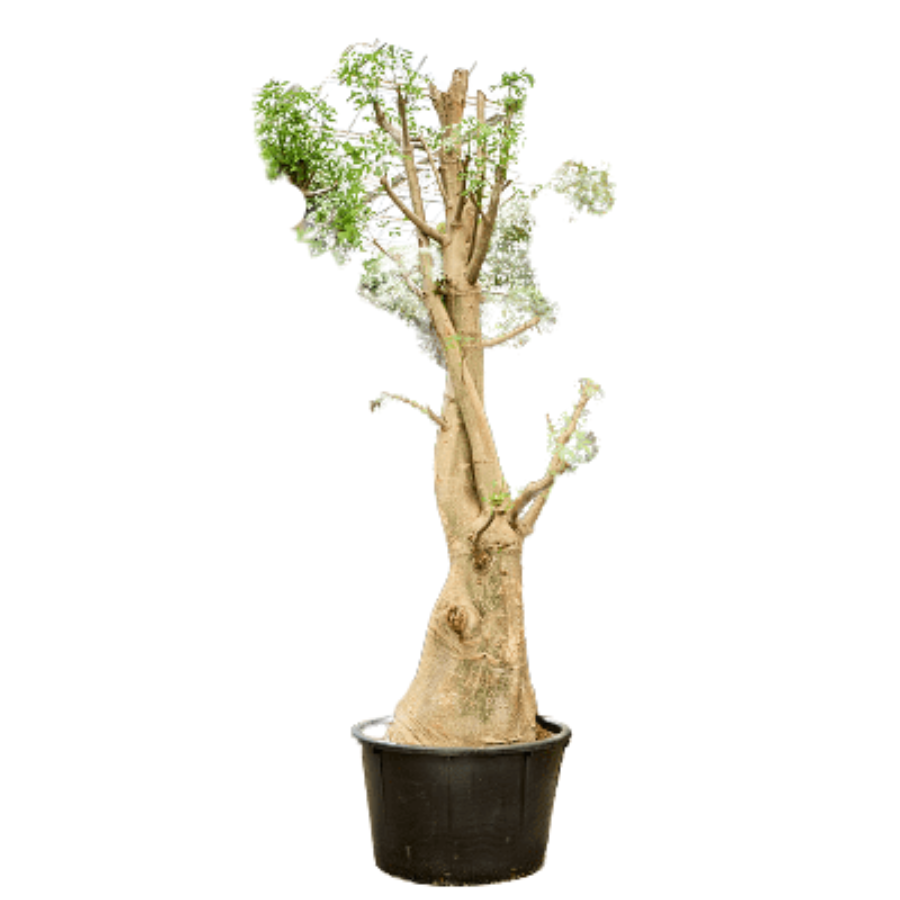 Verzorgingstips Adansonia